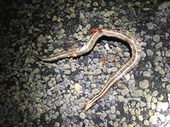 Nerodia clarkii clarkii