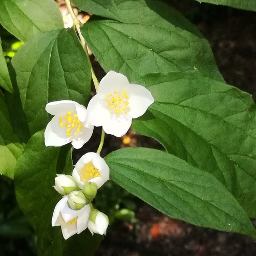 Mock orange