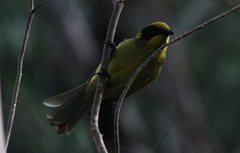 Lichenostomus melanops