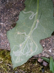 Phytomyza syngenesiae group