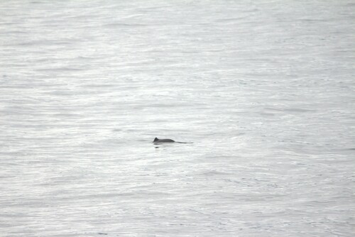 Harbour Porpoise