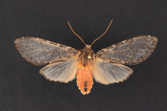 Pseudohemihyalea labecula
