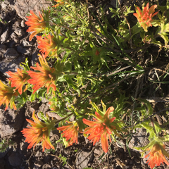 Castilleja applegatei applegatei