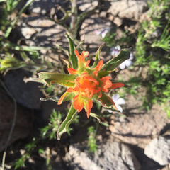 Castilleja applegatei applegatei