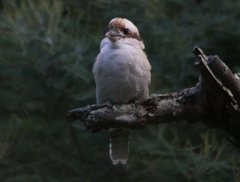 Dacelo novaeguineae novaeguineae