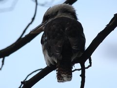 Dacelo novaeguineae novaeguineae