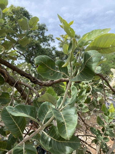 Combretum glutinosum
