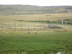 Chloephaga rubidiceps