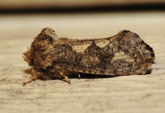 Acrolophus arcanella