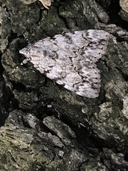 Catocala amica