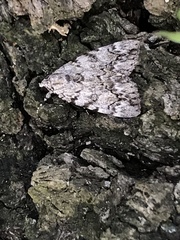 Catocala amica