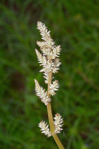 Image of Froelichia drummondii by (c) Michelle W. （鍾偉瑋）, some rights reserved (CC BY)