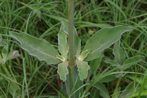 Image of Froelichia drummondii by (c) Michelle W. （鍾偉瑋）, some rights reserved (CC BY)