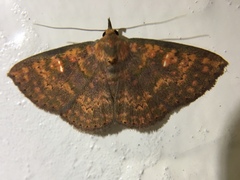 Sarobides inconclusa