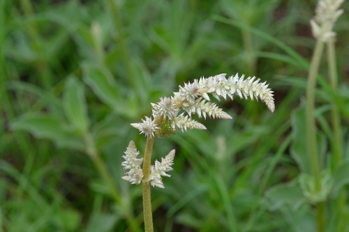 Image of Froelichia drummondii by (c) Michelle W. （鍾偉瑋）, some rights reserved (CC BY)