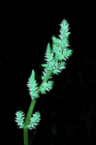 Image of Froelichia drummondii by (c) Michelle W. （鍾偉瑋）, some rights reserved (CC BY)