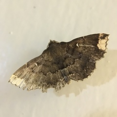 Adrapsa quadrilinealis