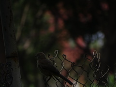 Toxostoma curvirostre