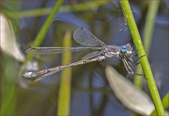 Lestes stultus