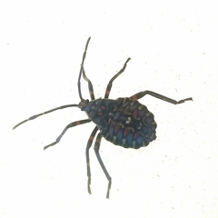Pachylis argentinus