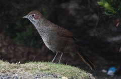 Dasyornis broadbenti