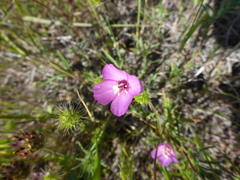 Clarkia gracilis