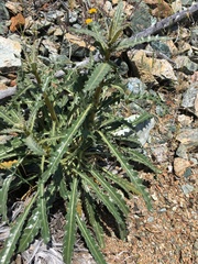 Mentzelia laevicaulis