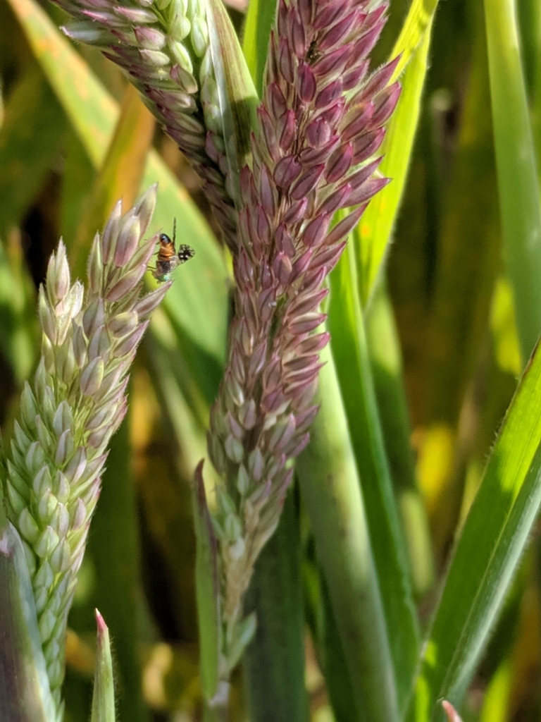 Euaresta stelligera