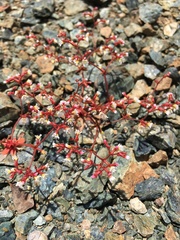 Systenotheca vortriedei