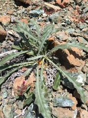 Mentzelia laevicaulis