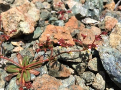 Systenotheca vortriedei