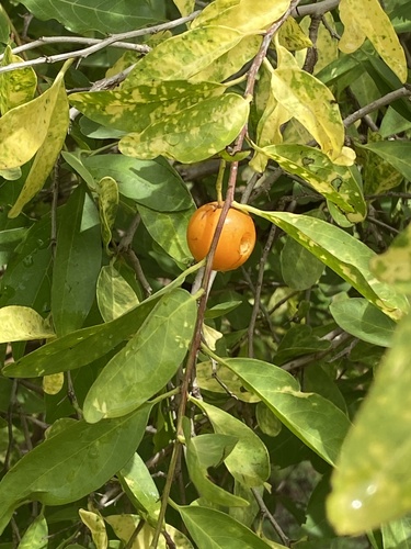 Hog plum