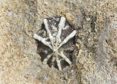 Patelloida latistrigata