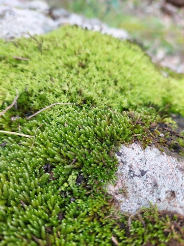 Pseudoleskeopsis imbricata, 2024-07-20