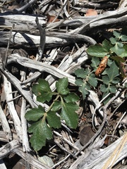 Lomatium parvifolium
