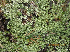 Raoulia parkii