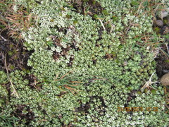 Raoulia parkii