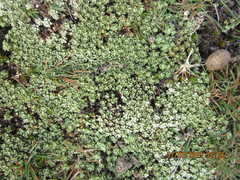 Raoulia parkii