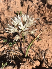Allium nevadense
