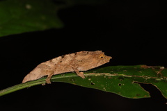 Beraducci's Pygmy Chameleon photo 1