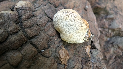 Truncospora ochroleuca