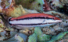 Bird Wrasse photo 3