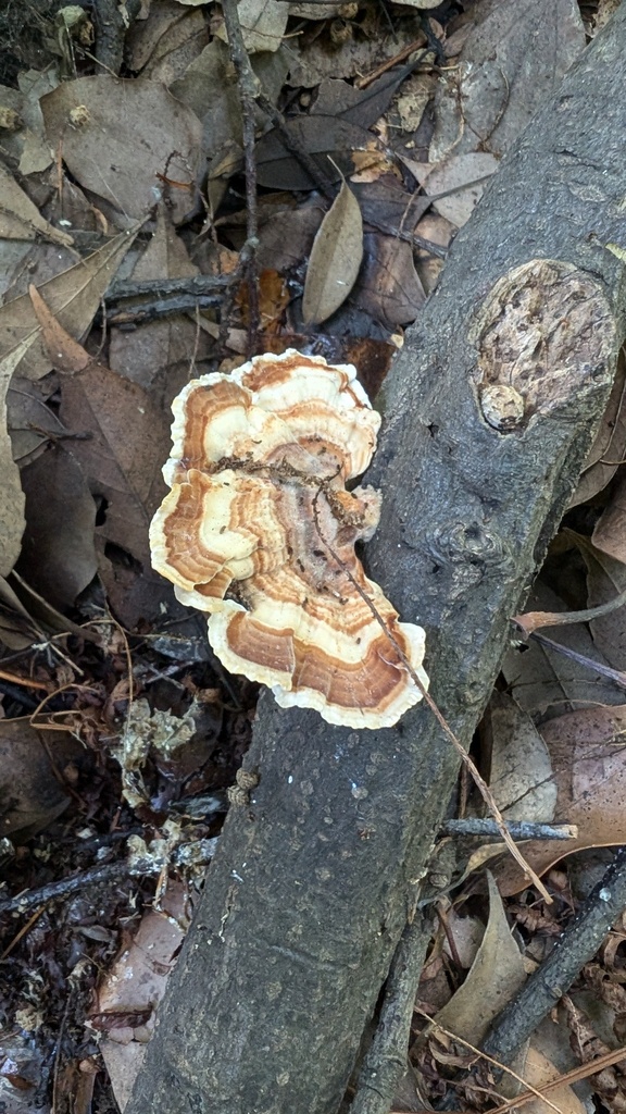 Microporus vernicipes · July 2024 · photo: © atsushi_nakajima_cirque (iNaturalist, cc-by)