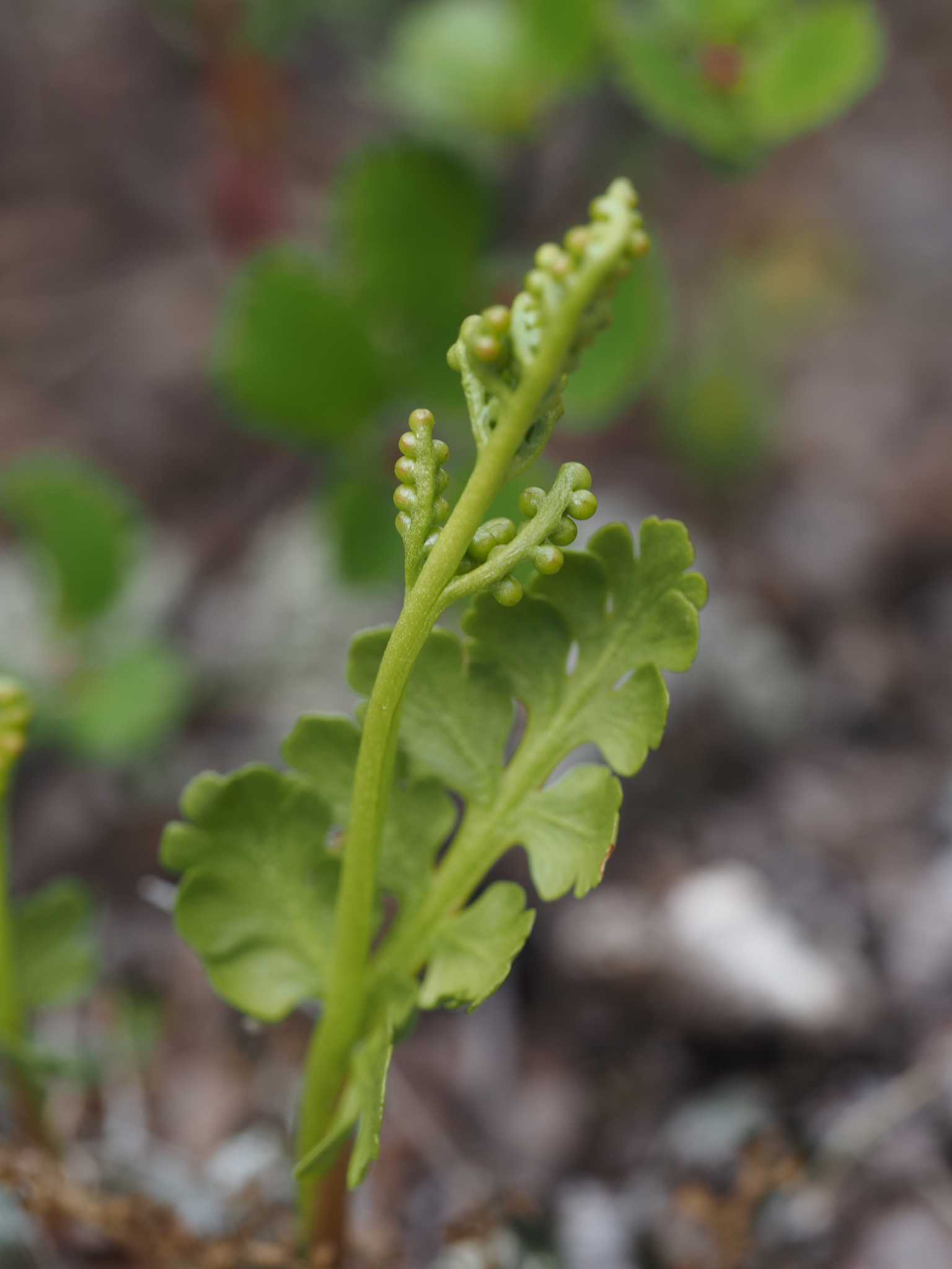 Botrychium pinnatum
