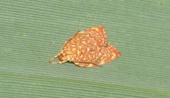 Syringoseca rhodoxantha