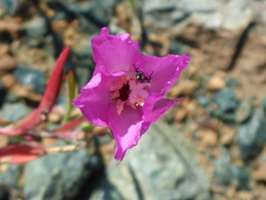 Clarkia gracilis gracilis