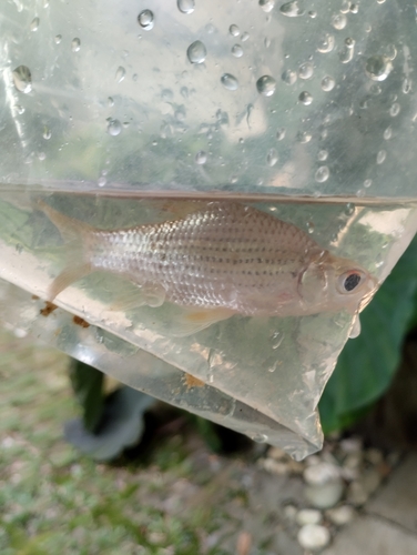 Barbel-less chemperas (Cyclocheilichthys apogon) — Cyprinidae — 5
