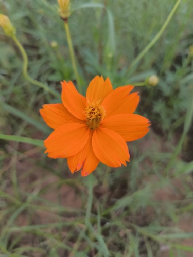 Yellow Cosmos