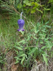 Clematis hirsutissima