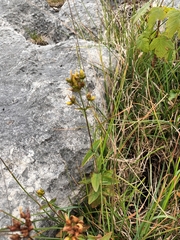 Mountain St. John's Wort (Hypericum montanum)